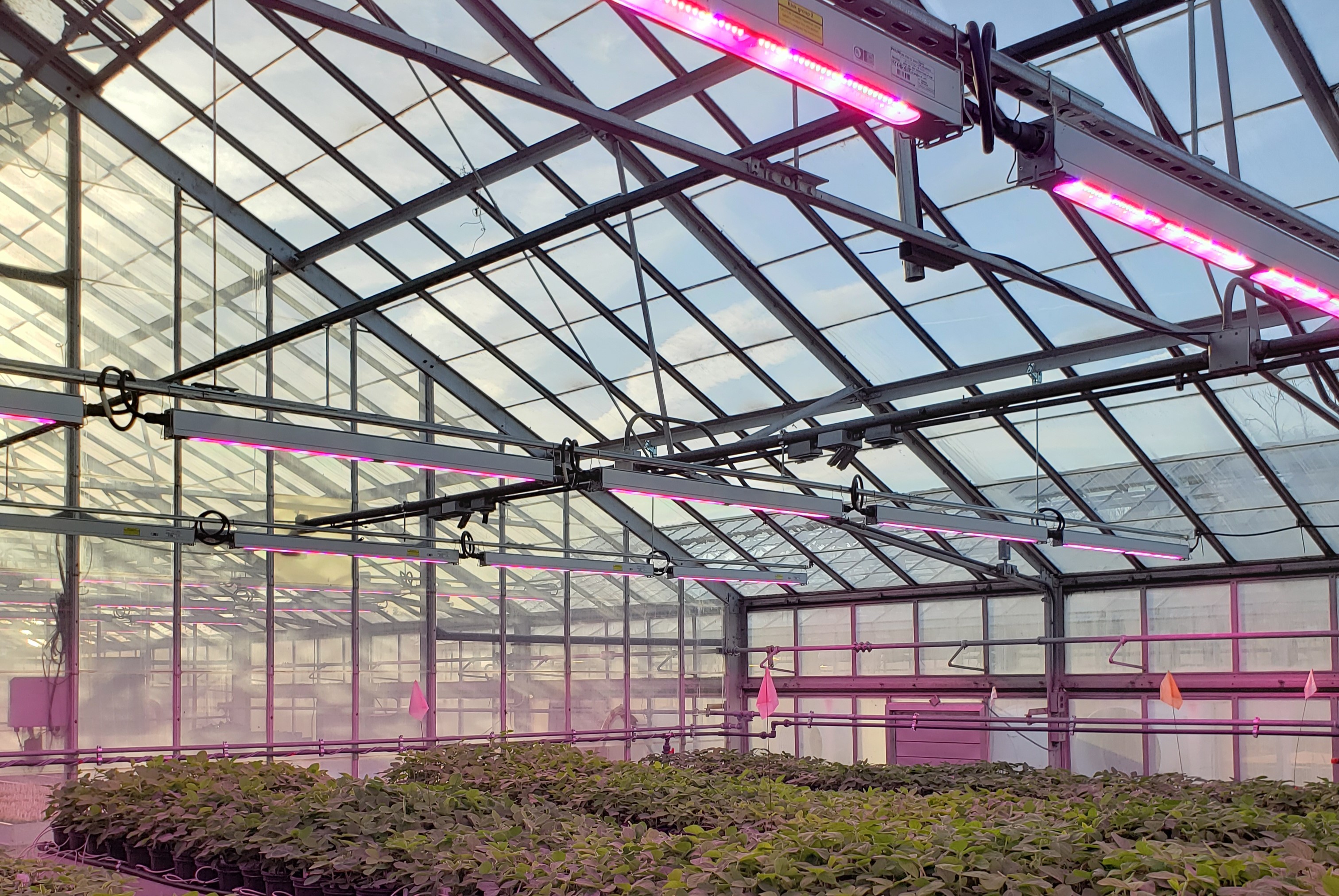 LED lighting in greenhouses